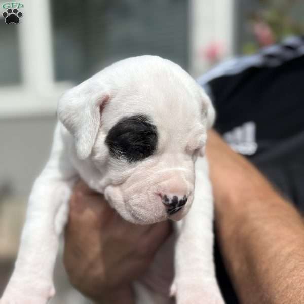 Patchy the pirate, Dogo Argentino Puppy